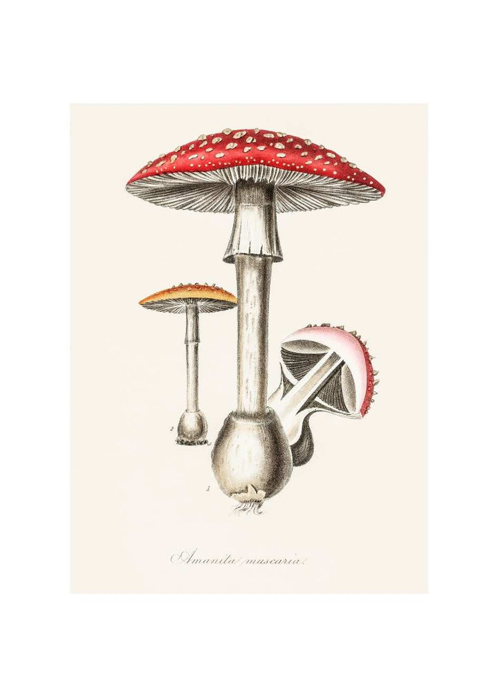 AMANITA