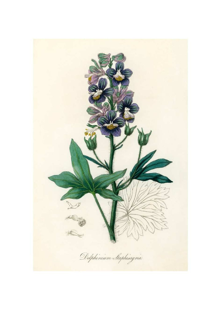 DELPHINUM