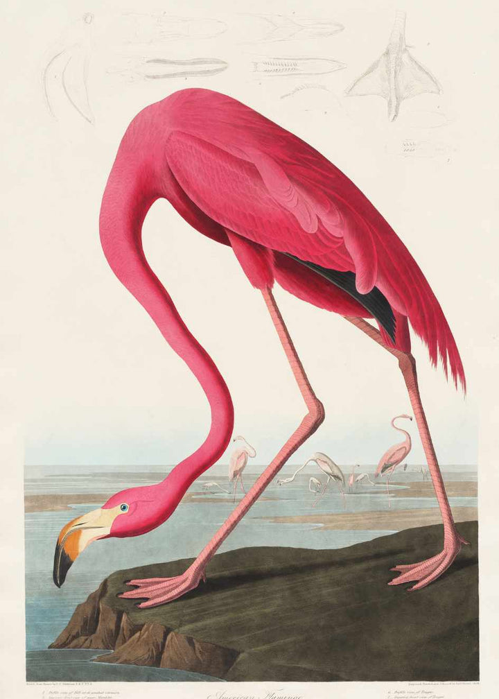 FLAMINGO