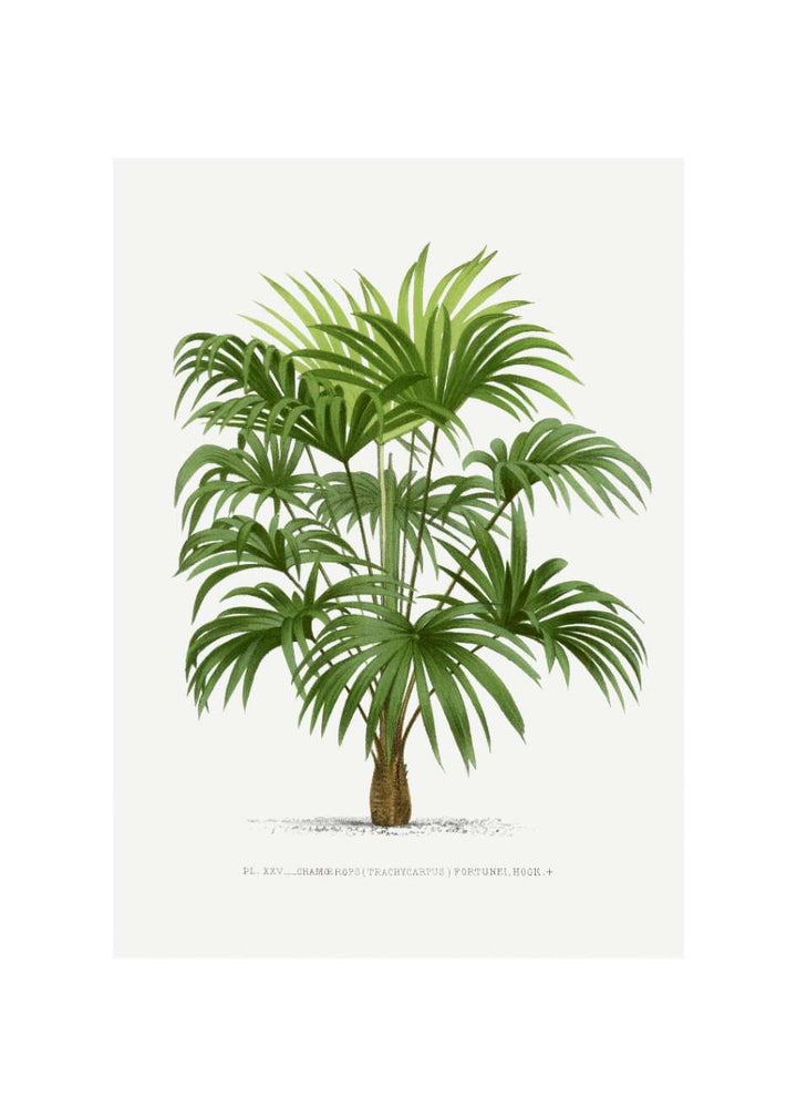 PALMERA WASHINGTONIA